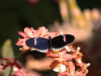 Small Postmen on orange orchids